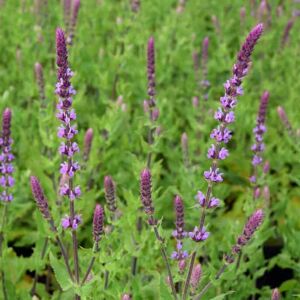 Salvia nemorosa 'Amethyst' ---